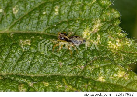 Small Jumping Spider 82457658