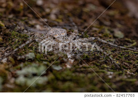 Adult Longspinneret Spider Adult Longspinneret Spider 82457703