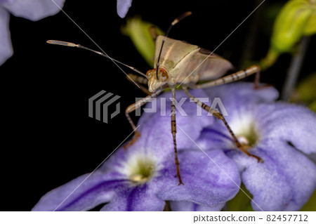Adult Leaf-footed Bug 82457712