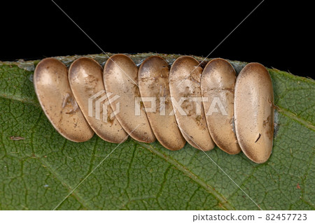 Leaf Katydid Eggs Leaf Katydid Eggs 82457723