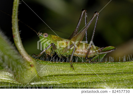 Lesser Meadow Katydid Nymph Lesser Meadow Katydid Nymph 82457730