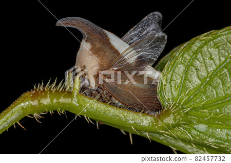 Adult Typical Treehopper 82457732