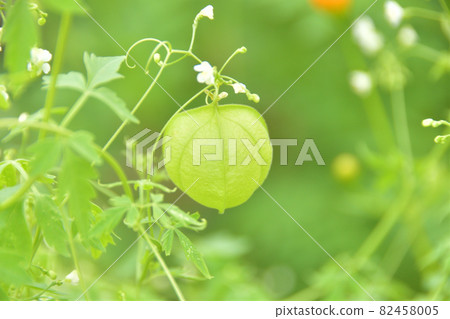 富森克魯茲 82458005