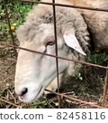 sheep  82458116