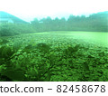 Green pond 82458678