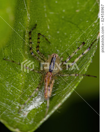 Adult Lynx Spider Adult Lynx Spider 82458967