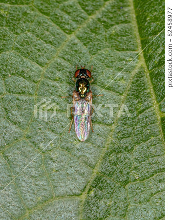 Adult Soldier Fly Adult Soldier Fly 82458977