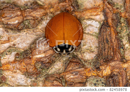 Adult Spotless Lady Beetle 82458978