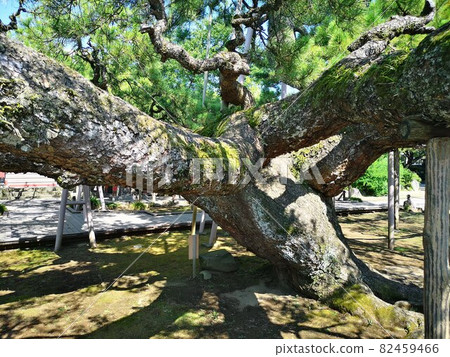 Shadow Pine at Zenyoji Temple in Higashikoiwa, Edogawa Ward 82459466