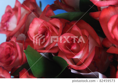 Pink Rose Closeup Outdoors at Wedding Event 82459573