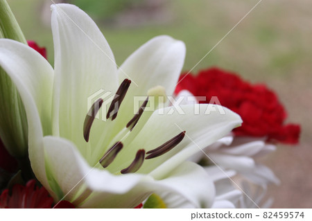 White Easter Lily Closeup on blue Shallow DOF 82459574