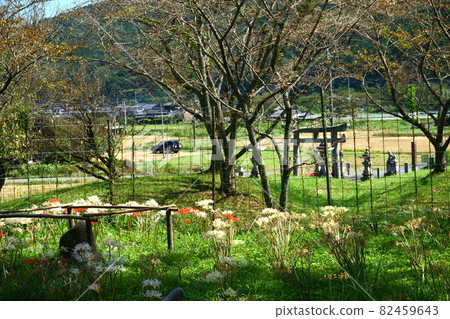 日本鄉村和群孤挺花 82459643