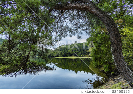 Millennium cedar of Iwao Pond Millennium cedar of Iwao Pond 82460135