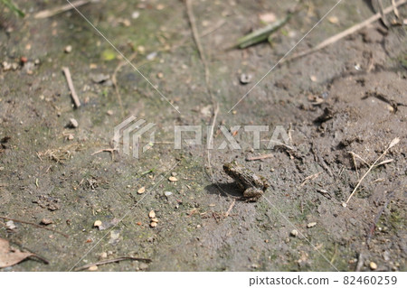 Small frog Small frog 82460259
