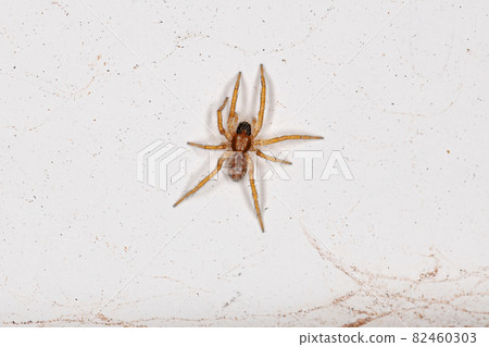 Small Wolf Spider Small Wolf Spider 82460303