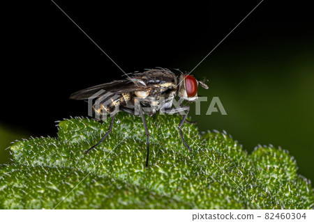 Adult Brachyceran Fly Adult Brachyceran Fly 82460304