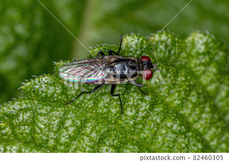 Adult Brachyceran Fly Adult Brachyceran Fly 82460305