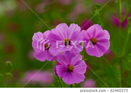 秋天的櫻桃樹 82460373