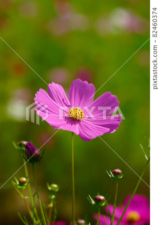 秋天的櫻桃樹 82460374