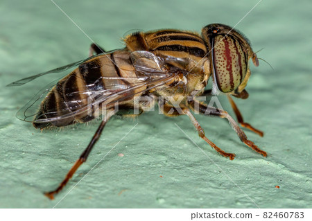 Adult Lagoon Fly 82460783