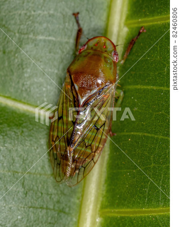 Adult Typical Leafhopper Adult Typical Leafhopper 82460806