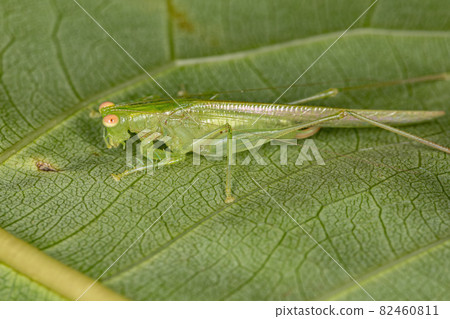 Adult Quiet-calling Katydid Adult Quiet-calling Katydid 82460811