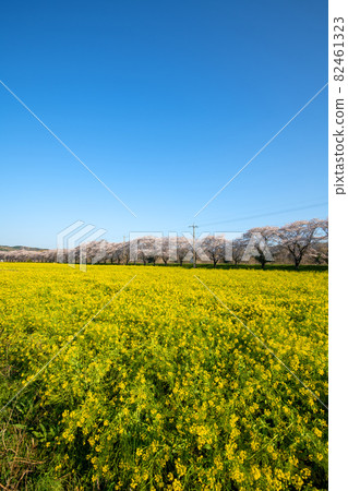 土岐川沿岸,盛開的油菜花田和一排排櫻花樹,春天的風景 土岐川沿岸,盛開的油菜花田和一排排櫻花樹,春天的風景 82461323