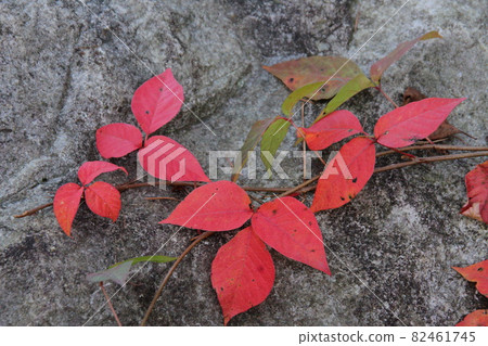 毒葛駒根高原秋葉 毒葛駒根高原秋葉 82461745