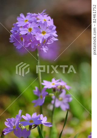 Tamazaki Primrose, Tamasaki Primrose, Yamanogusa Tamazaki Primrose, Tamasaki Primrose, Yamanogusa 82461752