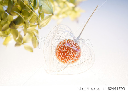 Watermark Hozuki Watermark Hozuki 82461793