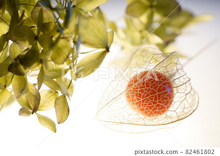Watermark Hozuki Watermark Hozuki 82461802