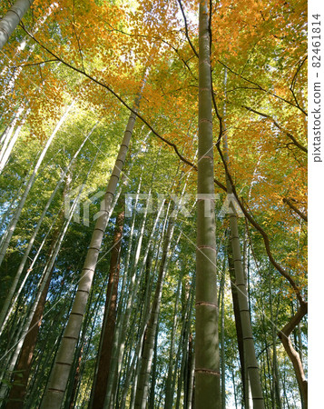 秋天的竹林與橙楓混合 / 埼玉縣飯能市 [Ioyama Yakujuin Hachioji] 82461814