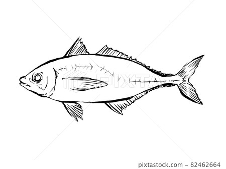 竹莢魚的手繪毛筆繪畫風格插畫 插圖素材 圖庫