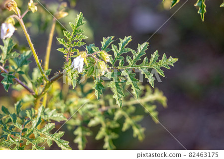 Red Buffalo-Bur Plant 82463175