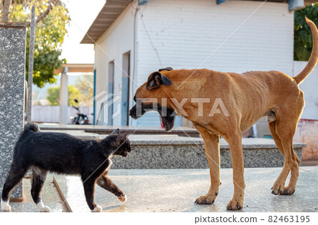Abandoned dog and cat interacting Abandoned dog and cat interacting 82463195