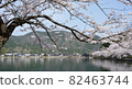 櫻花 櫻 賞櫻 82463744