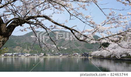 櫻花 櫻 賞櫻 82463744