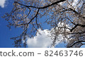 櫻花 櫻 賞櫻 82463746