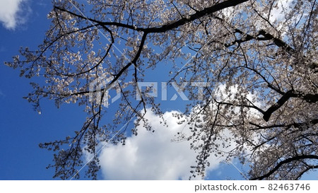 cherry blossom, cherry tree, spring 82463746