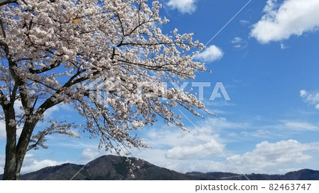 櫻花 櫻 賞櫻 82463747