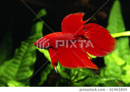 Betta fighting fish red betta Betta fighting fish red betta 82463804