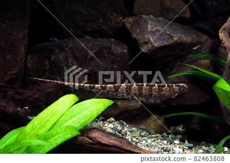 葉刀魚缸 82463808
