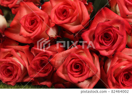 Pink Rose Closeup Outdoors at Wedding Event 82464002