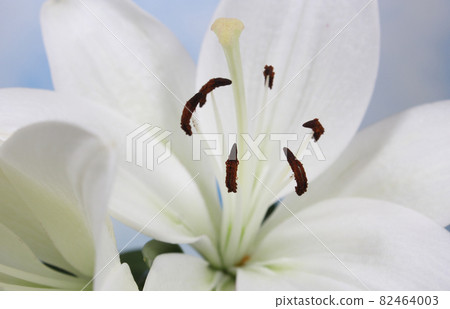 White Easter Lily Closeup on blue Shallow DOF 82464003