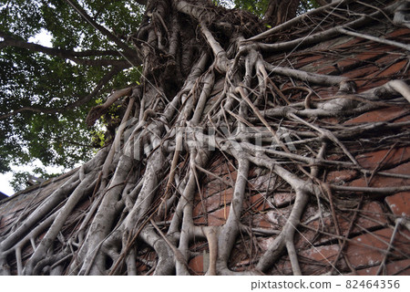 攀爬在紅磚牆上的樹根 82464356