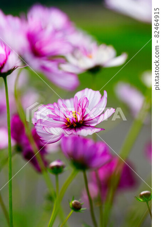 Autumn cherry blossoms (red illusion) Autumn cherry blossoms (red illusion) 82464915