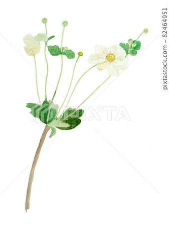 Anemone hupehensis var. Japonica watercolor illustration of Japanese anemone 82464951