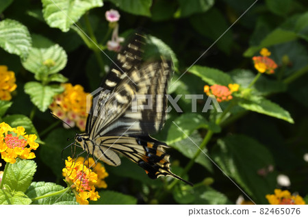 Swallowtail butterfly that sucks nectar Swallowtail butterfly that sucks nectar 82465076