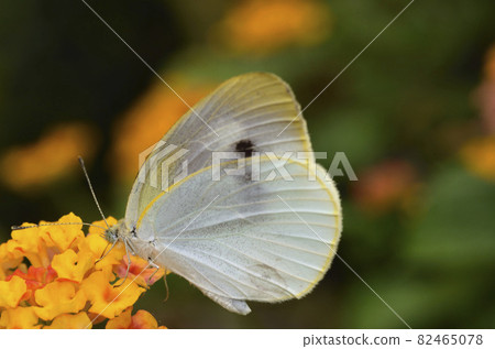 A butterfly that sucks nectar, a cabbage white butterfly A butterfly that sucks nectar, a cabbage white butterfly 82465078