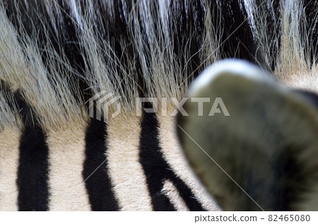 Vertical hair standing hair zebra mane graphic material Vertical hair standing hair zebra mane graphic material 82465080